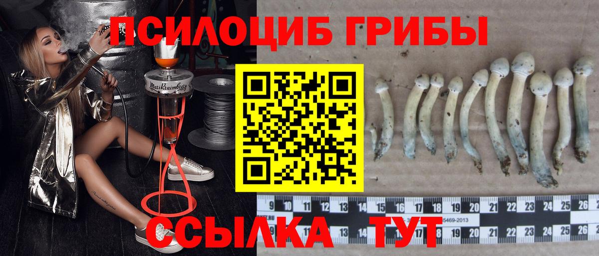 Псилоцибиновые грибы Psilocybine cubensis  Галлюциногенные грибы прущие грибы  Будённовск  Вход с VPN 